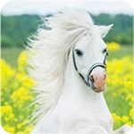 Logo of Horse Wallpaper android Application 